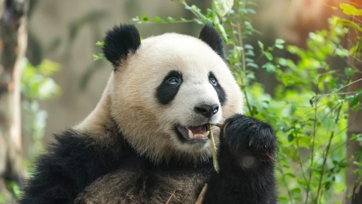 대나무=벼과 식물…‘죽순’, 슈퍼푸드 가능성 나왔다