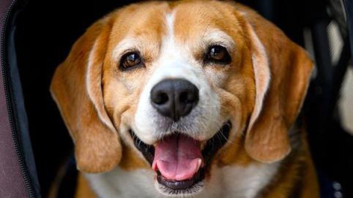 “반려동물 사별 고통, 부모보다 작고 형제자매보다 컸다”