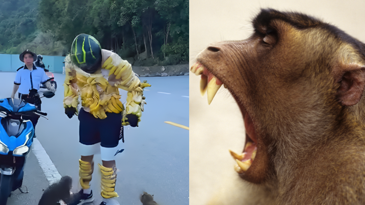 “내가 바나나야” 원숭이 유인하려 주렁주렁…선 넘은 관광객
