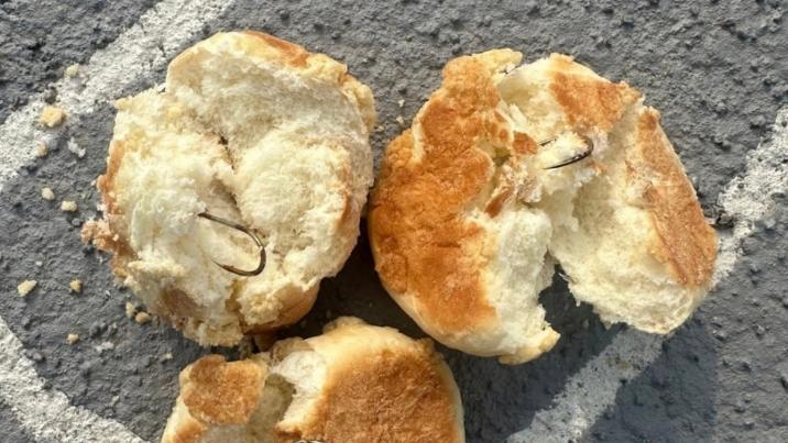 반려견 놀이터에 낚싯바늘 박힌 빵들이…“삼키면 치명적, 범인 잡아야”