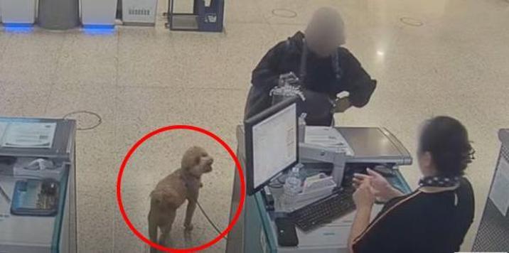 “개 못 태운다”고 하자 공항에 묶어두고 혼자 떠난 여성