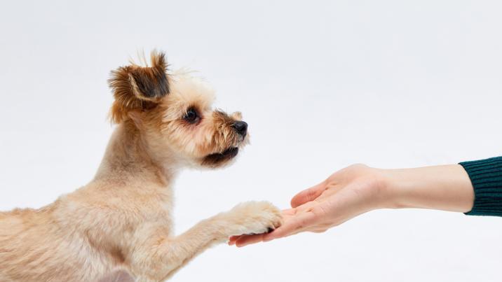 반려견이 상처 핥았을 뿐인데…패혈증으로 사지 절단