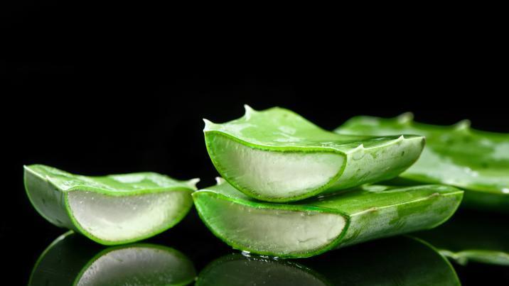 알로에의 숨은 능력…뇌 ‘치매 효소’ 잡는 단서 발견