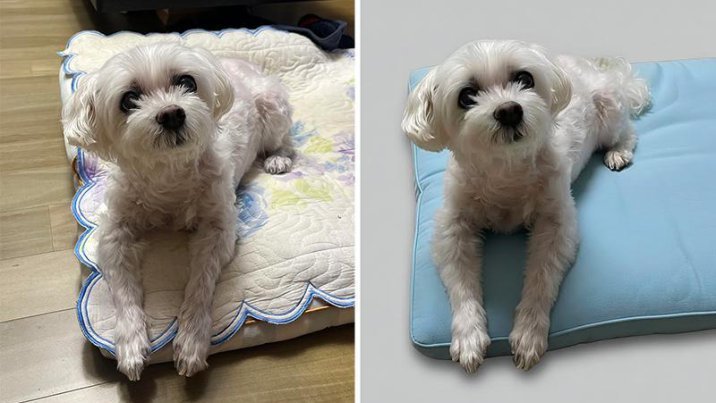 “강아지 뒤 배경 지워줘” 하자… 5초만에 깔끔한 사진 변신