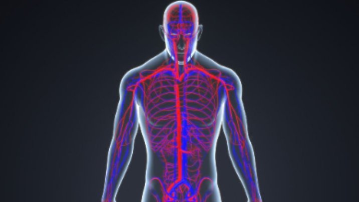 매일 반복하는 이 습관, 동맥을 야금야금 망가뜨린다[노화설계]