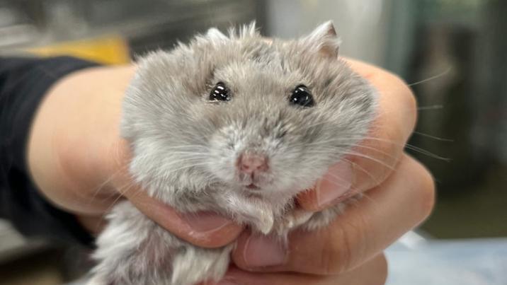 “청소기로 햄스터 흡입” 수사중에도 학대 생중계한 30대