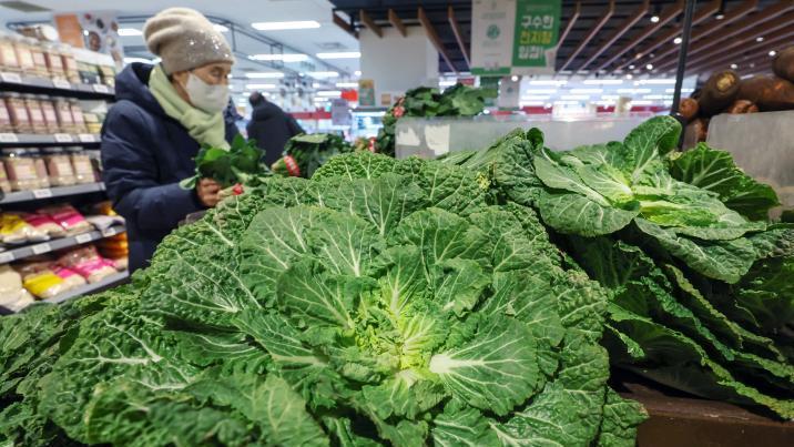 ‘봄동 비빔밥’ 열풍에 가격 급등…식약처, 잔류농약 집중 점검
