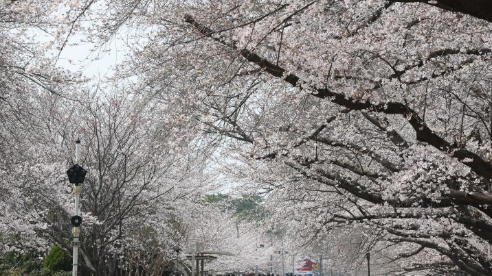 ‘봄의 시작’ 서울 벚꽃 공식 개화…만발 시기는?