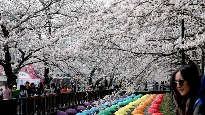 봄이 왔다! 진해에 터진 벚꽃망울…서울도 열흘 일찍 개화