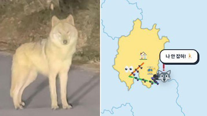 “늑구야, 대체 어딨니”…추적 사이트 ‘늑구맵’도 등장