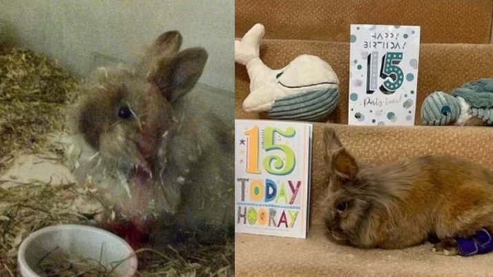 평균 수명 2배 산 세계 최고령 토끼…“15년 82일” 기네스 기록