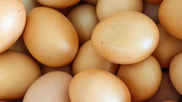 “햄스터 세포 너무 비싸”… 계란으로 항암제 만든다