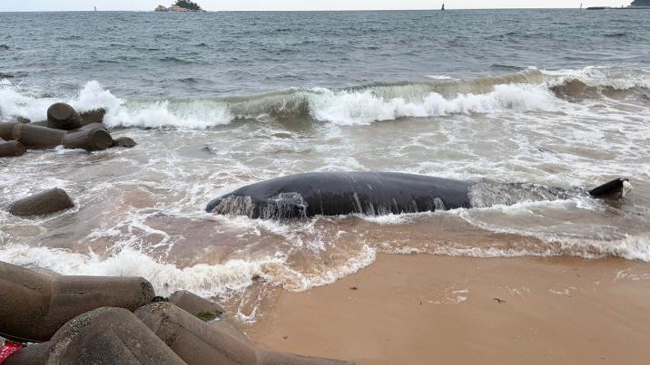 속초 해안가에 5.6m 고래 사체 떠밀려와…불법 포획 흔적 없어