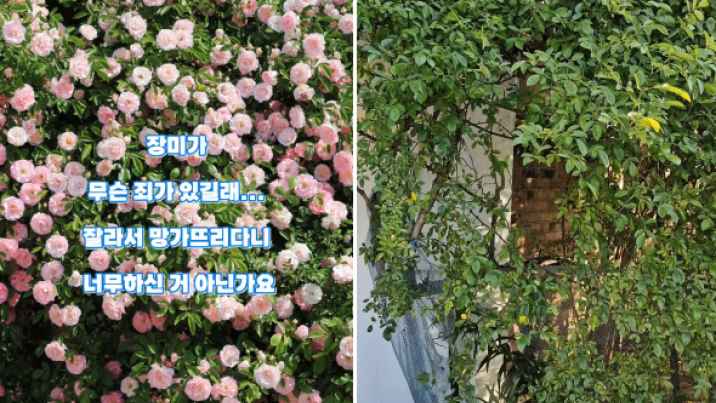 “한밤 젊은부부가 싹둑”…수원 핫플 ‘파란대문장미’ 털렸다