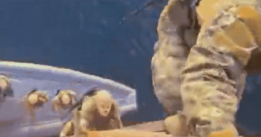 이란, 복면에 사다리 타고 화물선 나포하는 영상 공개