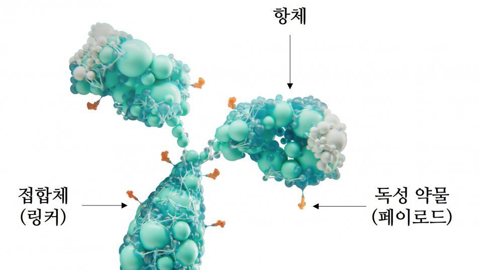 표적 암에 붙어 정밀 타격… ‘ADC 항암제’ 급여화 언제쯤