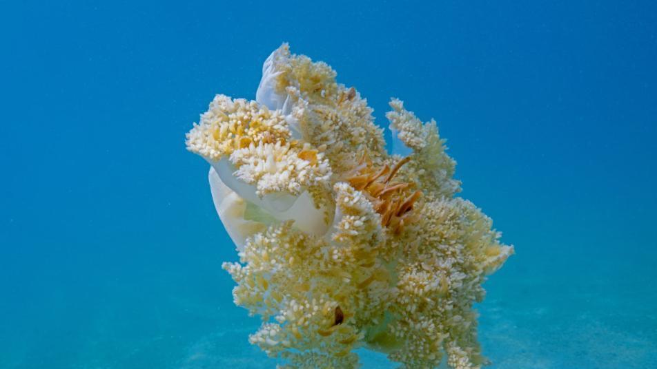 뇌 없는 해파리도 8시간씩 잔다… 건강 지키려면 잘 자야