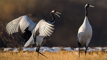 겨울 산수에 두루미가 점 찍고 선 긋네