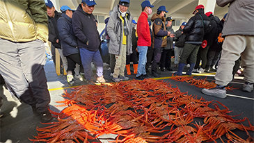 봄을 부르는 맛, 왕돌초에서 자란 울진대게의 향연