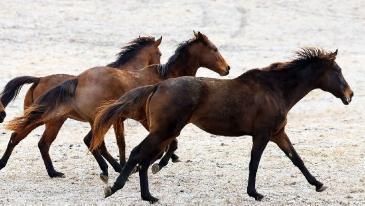 인류 보폭 넓힌 초원의 발굽, 문명의 길 바꿔놓은 말의 힘