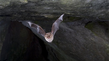 코로나19 中 실험실 유출설 논쟁 끝나나… “배양 흔적 없다”
