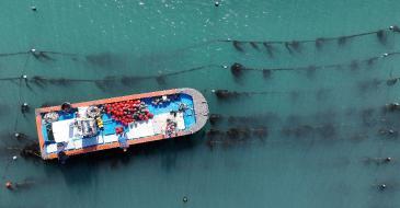 물고기나 먹는 잡초? 2000년 이어와 글로벌 인기 간식 된 K해초