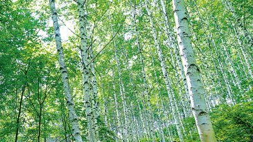 소나무 대신 상수리 숲… 산불 확산 늦추고 탄소 흡수량 2배