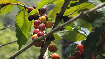 빨간 원두, 초록 야자수, 노란귀앵무새… “돈 워리, 비 해피”