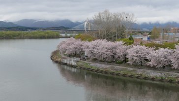 봄내엔 봄내 봄 내음 물씬