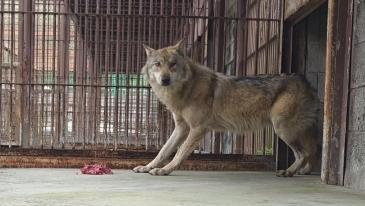 “늑구 사태 다시 없어야” 불붙은 동물 복지 논의