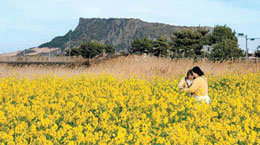 이시돌목장 수놓은 ‘명품의 추억’… 되살아난 제주 니트의 전설