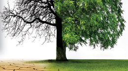 문화재, 온난화 직격탄… 말미잘 산호 뒤덮고, 흰개미 대웅전 갉아[인사이드&인사이트]