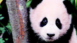 아이돌 못지않은 ‘판다 콘텐츠’의 인기 비결[2030세상/김소라]