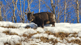 산양, 또 만나자[고양이 눈]