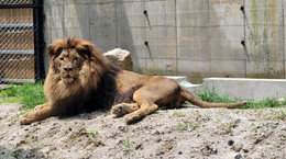 [인사이드&인사이트]법으로 보호 못 받는 동물원 동물들… “학대 판단 어려워”