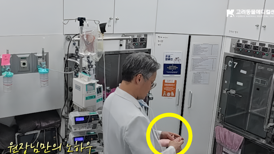 “엄마 손이야?”…사경 헤매던 강아지 살린 ‘가짜 손’