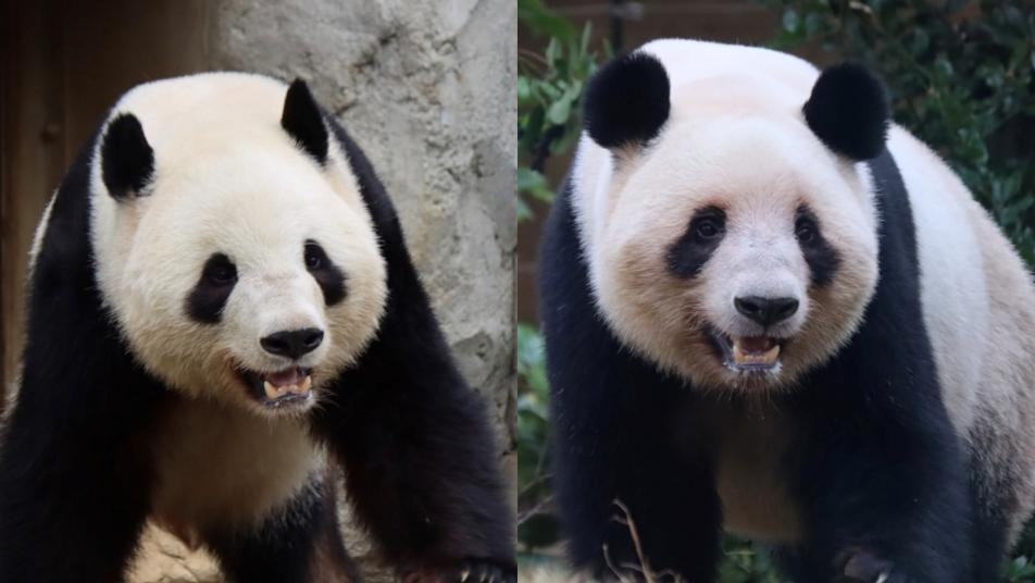 日 53년만에 ‘판다 없는 나라’로…중일 갈등속 내달 2마리 반환