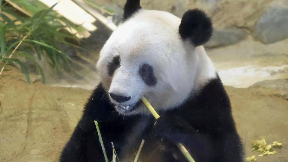 中과 갈등 커지는 日… 54년 판다외교도 끝