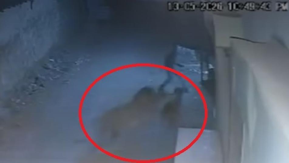‘고양이 아니었어?’…골목 걷다가 사자 두 마리 마주친 청년