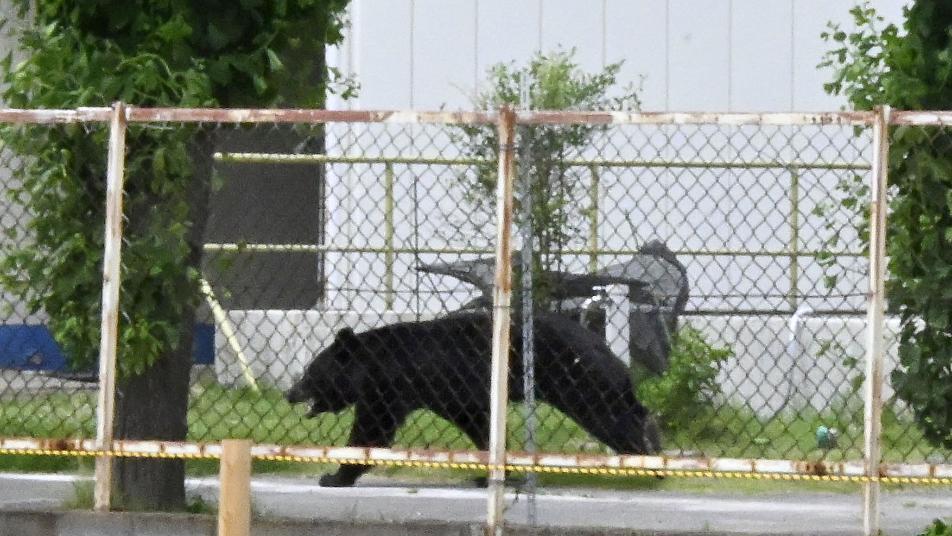 “직원 덮치고 주택가까지”…日 후쿠시마서 흑곰 습격으로 4명 부상