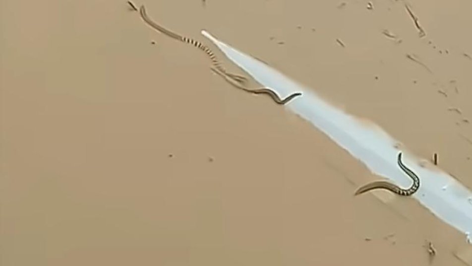 물폭탄에 코브라 등 사육장 뱀 900마리 탈출…中남부 발칵