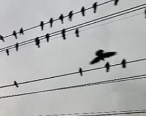 ‘운수대똥’…울산에서 떼까마귀 똥 맞으면 5만원