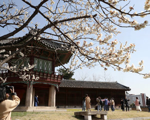 낙선재의 봄[퇴근길 한 컷]