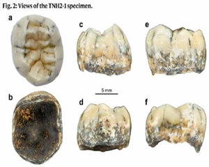 라오스 동굴서 발견된 이빨…13만년전 고대 인류 추정