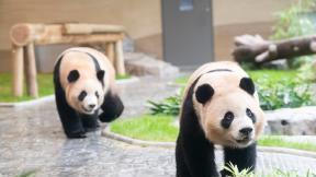 에버랜드 운영시간 내내 루이바오·후이바오 만난다…새 보금자리 공개