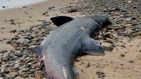 스코틀랜드 해안서 상어 잇단 폐사…“플라스틱 오염 가능성”