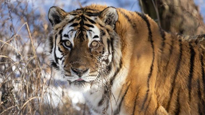 백두산호랑이 대표 홍보모델 한청, 20세로 눈감아