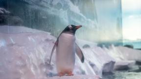 “햇빛 한 줄기 없이 14년”…런던 수족관 펭귄 논란