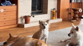 이효리♥이상순, 아늑한 60억 단독주택 내부…반려견들과 평온한 일상