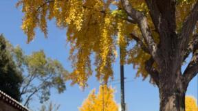 ‘유방암 투병’ 박미선, 단풍길 산책 속 밝은 미소…행복한 근황